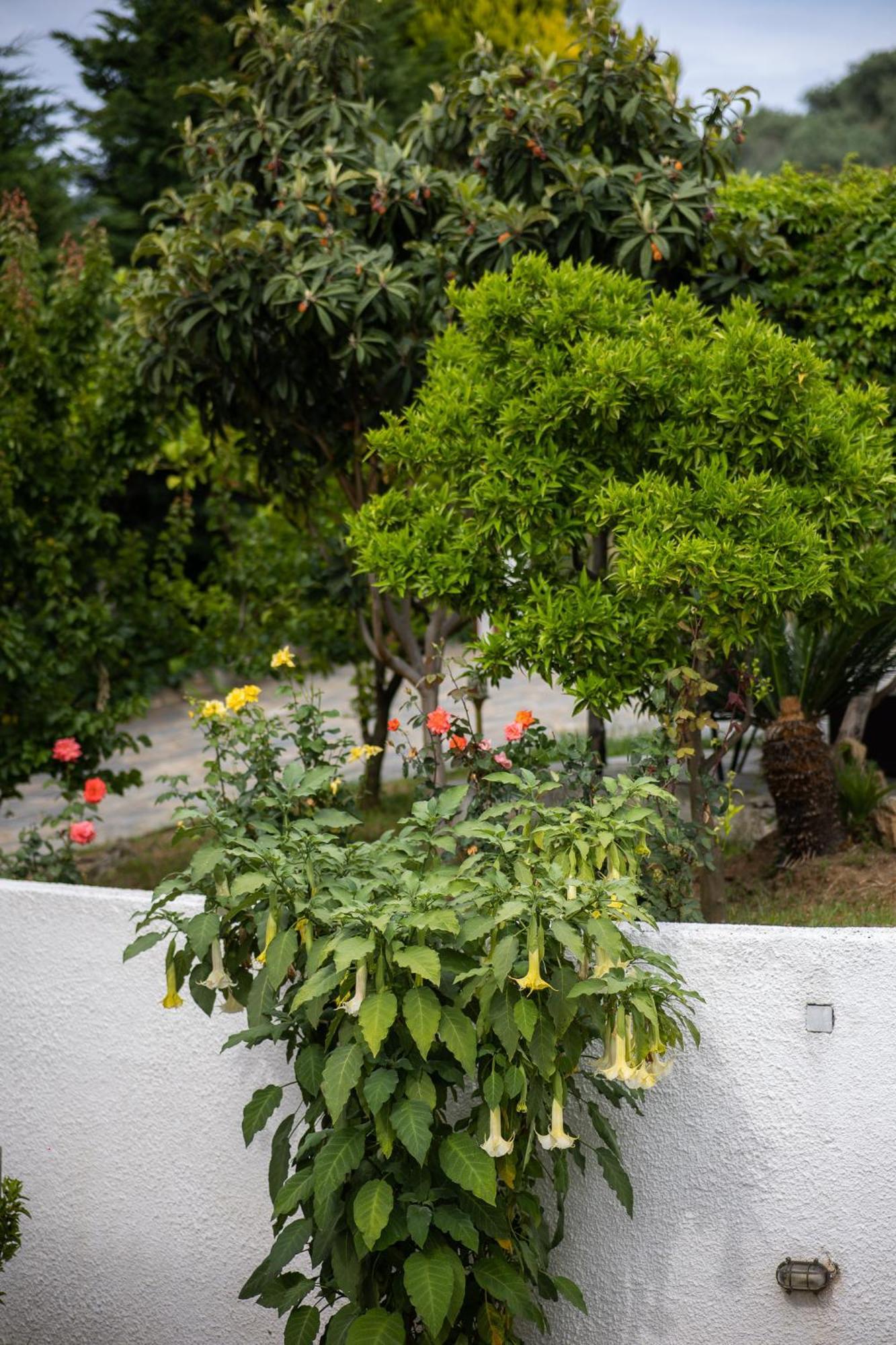 Seralis Pelion Afissos Exterior foto